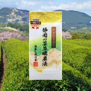画像1: 世界農業遺産  静岡の茶草場農法 深蒸し掛川茶  100g 袋入り  静岡茶